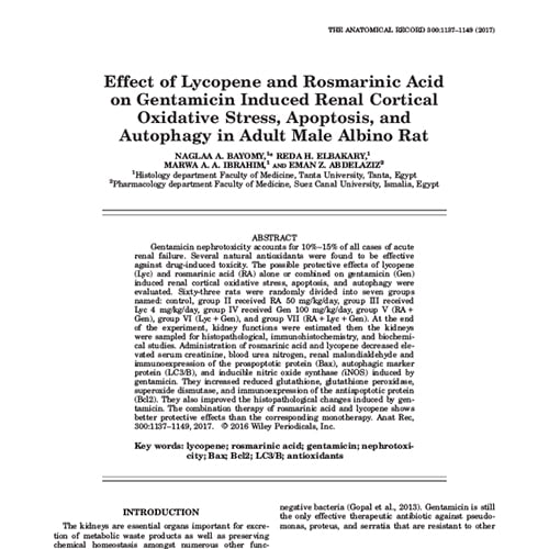 Статья Effect of Lycopene and Rosmarinic Acid on Gentamicin Induced Renal Cortical Oxidative Stress, Apoptosis, and Autophagy in Adult Male Albino Rat