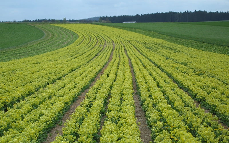 Поле с лекарственными растениями